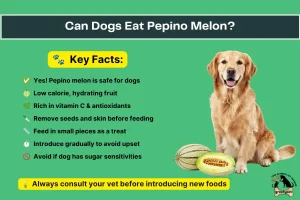 Can dogs eat pepino melon