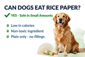 can dogs eat rice paper
