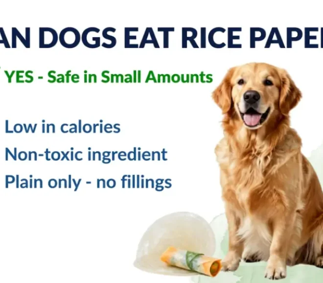 Can Dogs Eat Rice Paper? Is It Safe or Harmful for Dogs?