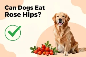 Can dogs eat rose hips