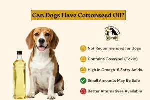 can dogs have cottonseed oil