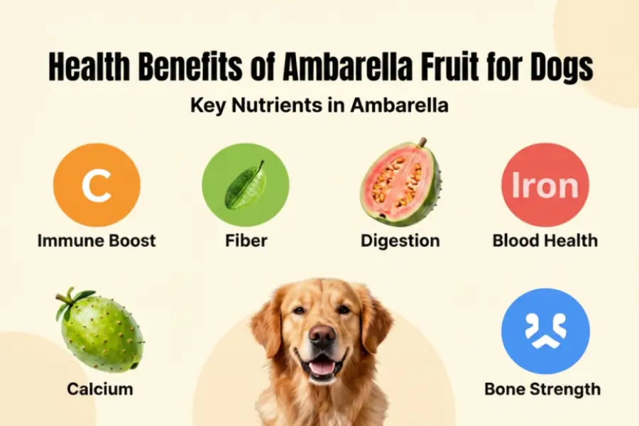 Can dogs eat ambarella fruit