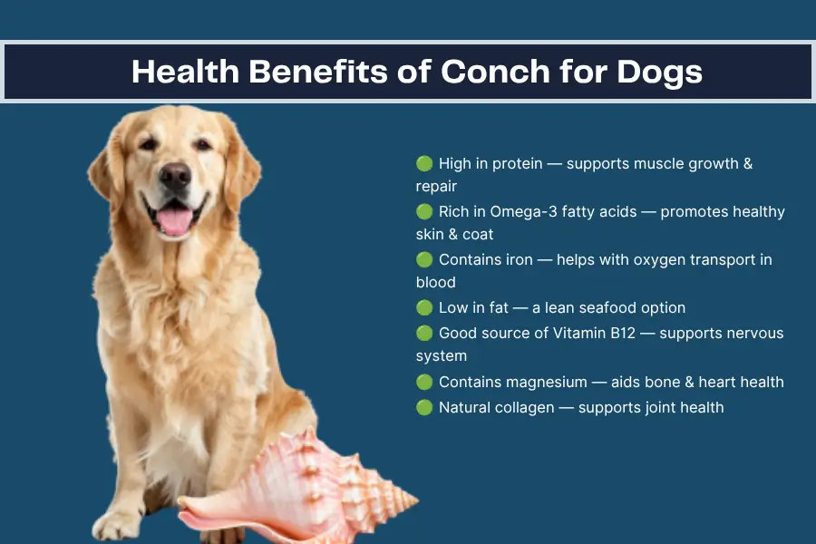 Can Dogs Eat Conch