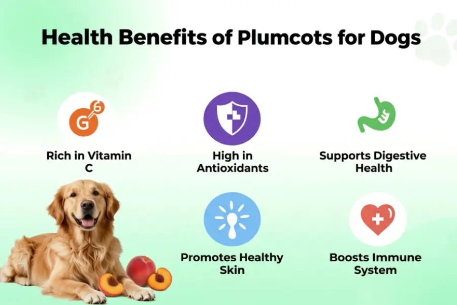 can dogs eat plumcots