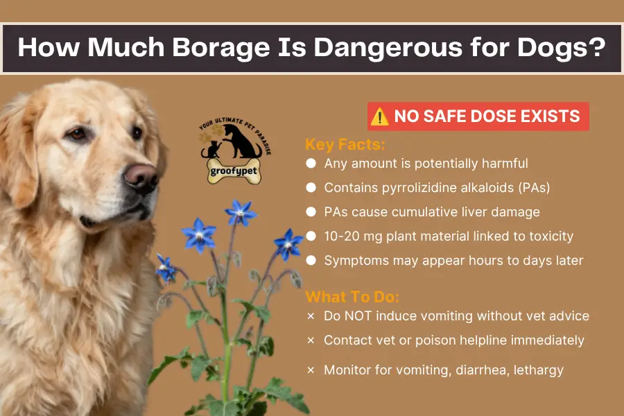 is borage toxic to dogs