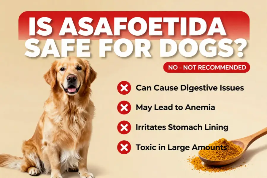 Can Dogs Eat Asafoetida