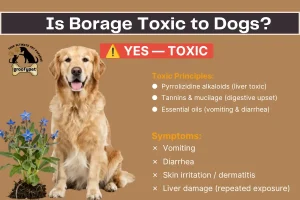 is borage toxic to dogs