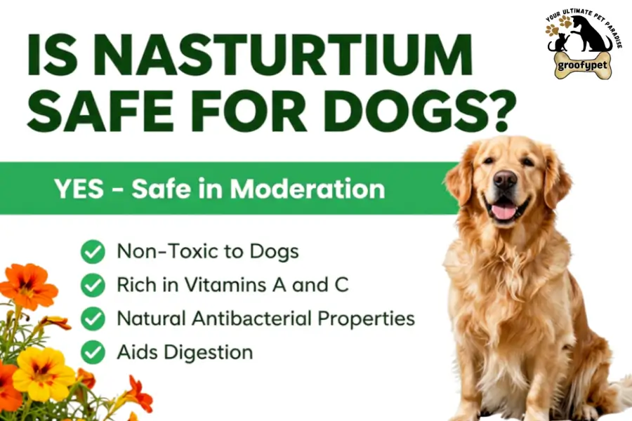 can dog eat nasturtium