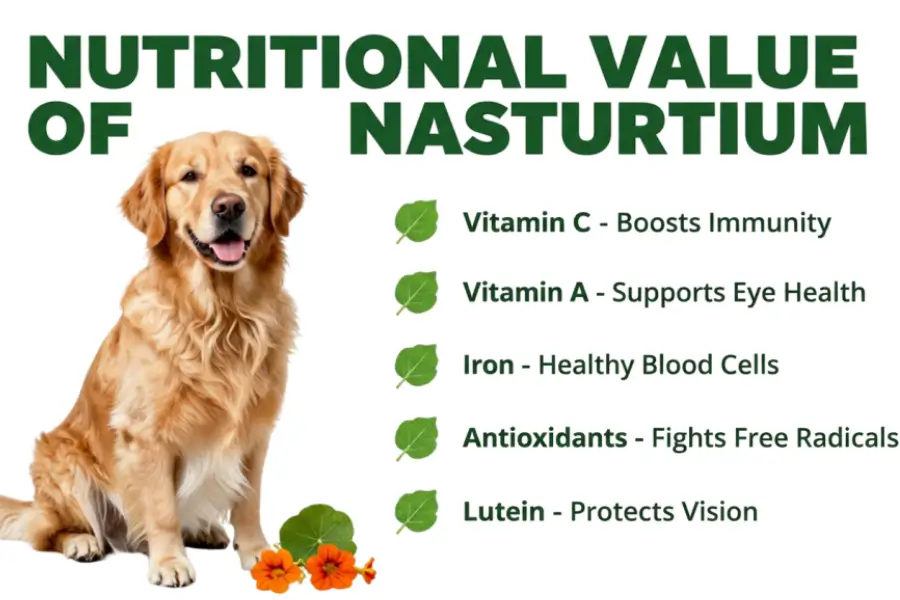 can dog eat nasturtium