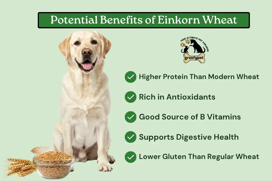 can dogs eat einkorn wheat
