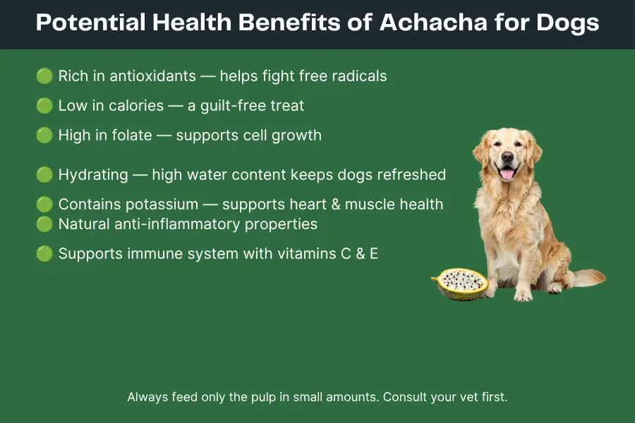 Can Dogs Eat Achacha