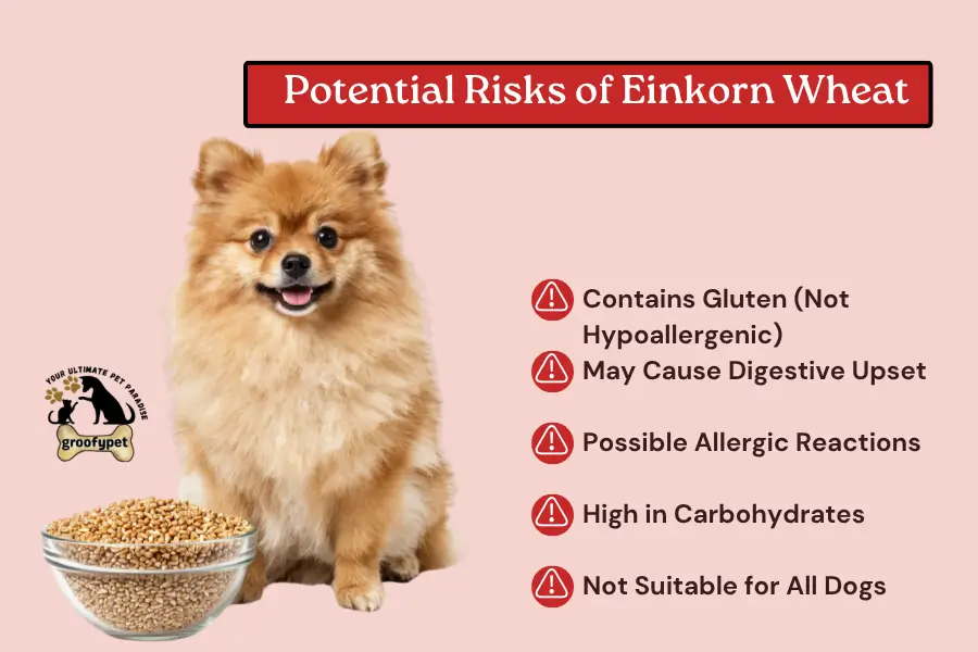 can dogs eat einkorn wheat