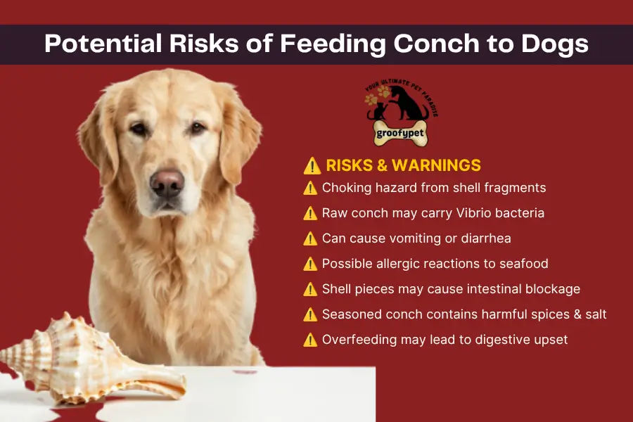 Can Dogs Eat Conch