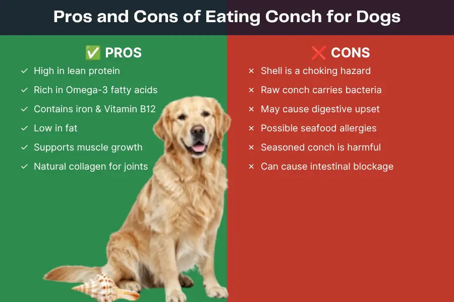 Can Dogs Eat Conch