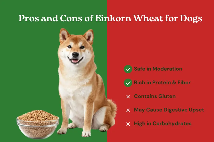 can dogs eat einkorn wheat