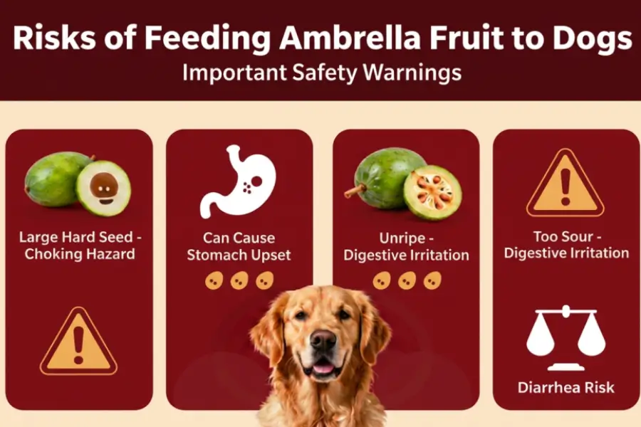 Can dogs eat ambarella fruit