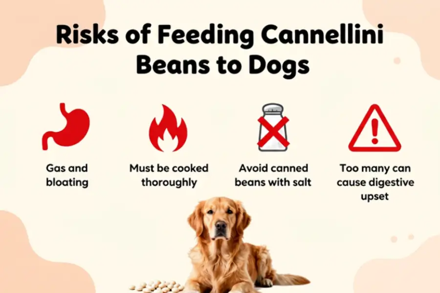 Can dogs eat cannellini beans