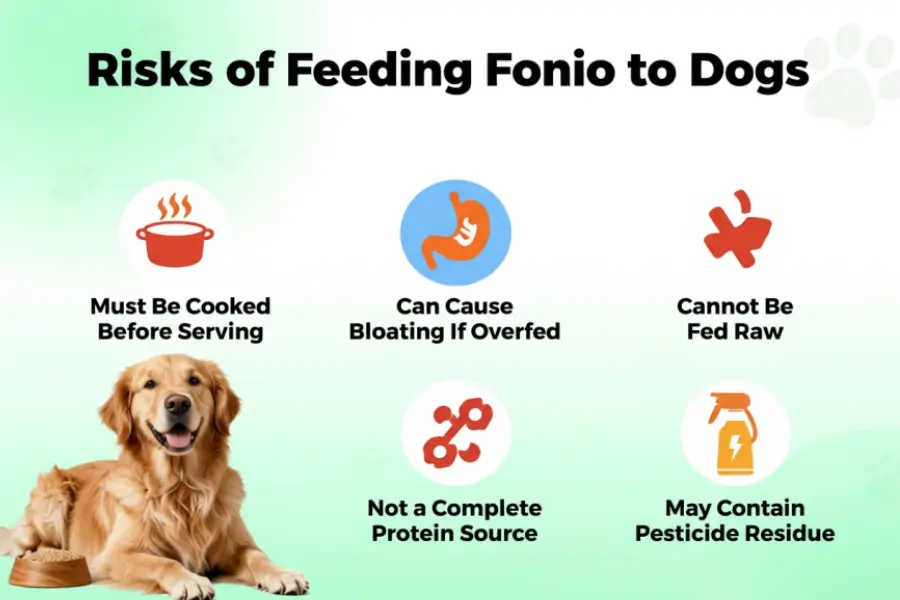 can dogs eat fonio