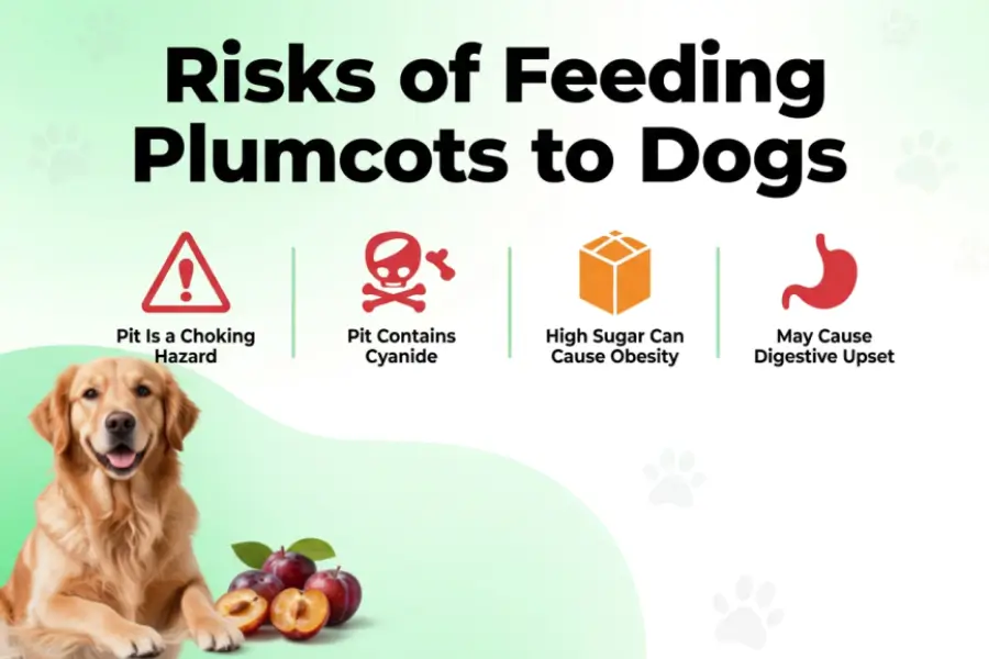 can dogs eat plumcots