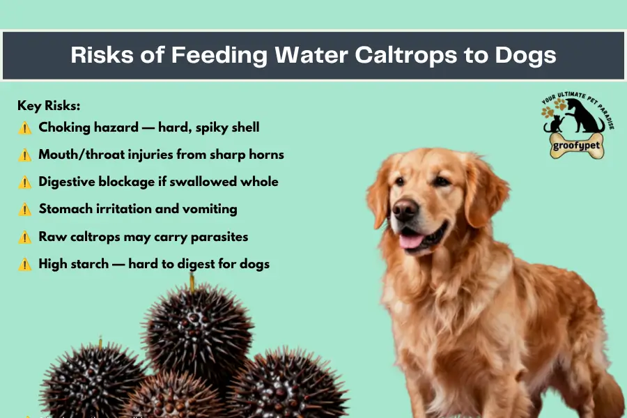 Can dogs eat water caltrops