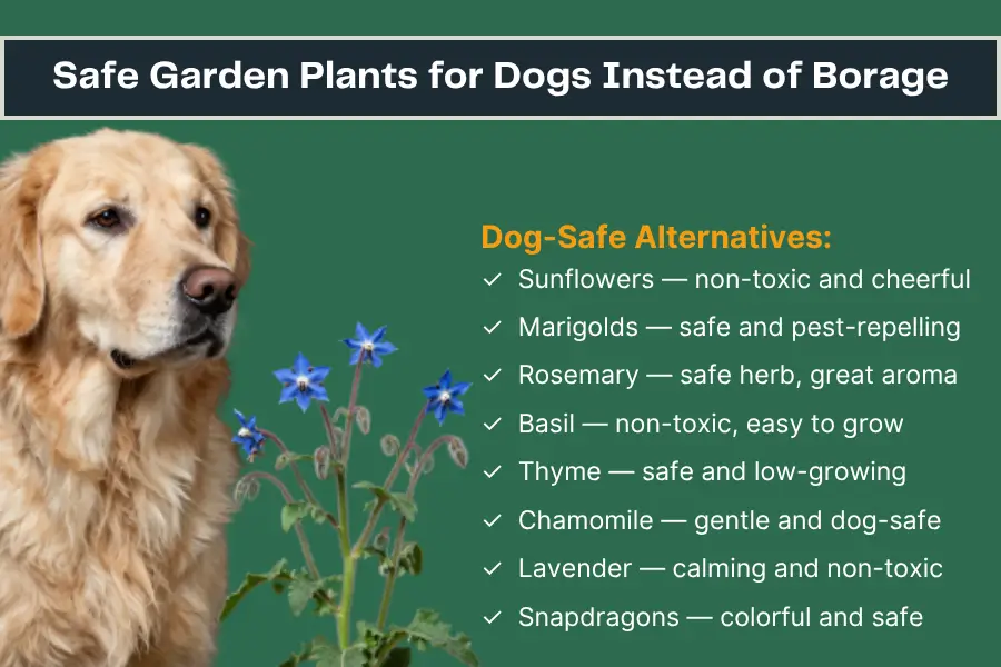is borage toxic to dogs