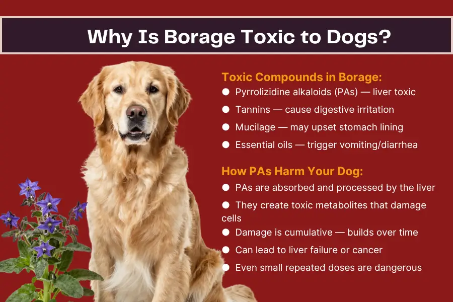 is borage toxic to dogs