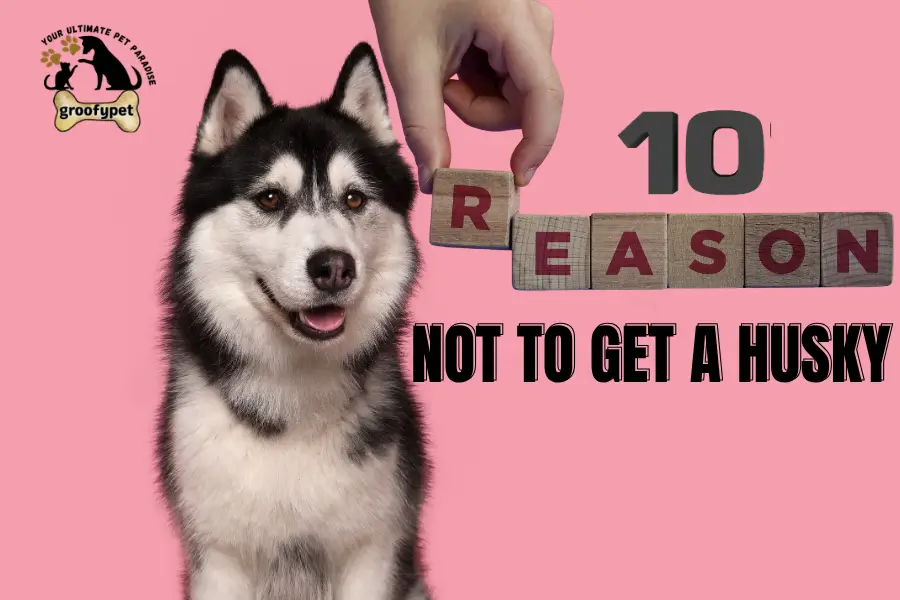 10 Reasons Not to Get a Husky