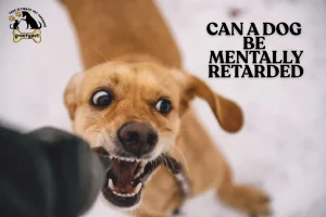 Can a Dog Be Mentally Retarded