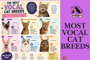 Most Vocal Cat Breeds