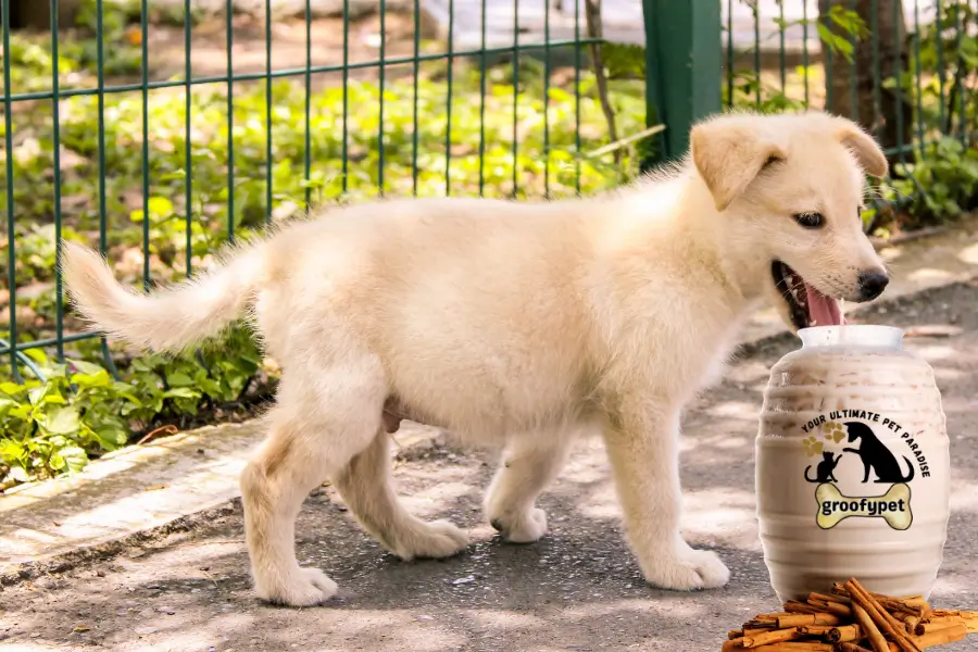 Can Dogs Drink Horchata