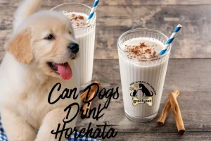 Can Dogs Drink Horchata