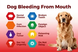 Treatment for Dog Mouth Bleeding
