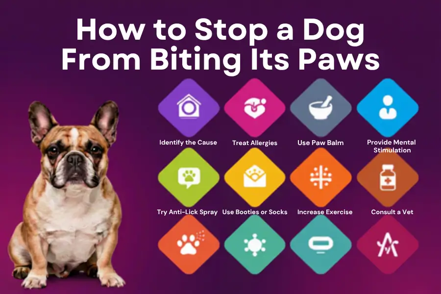treatment for dog biting paws
