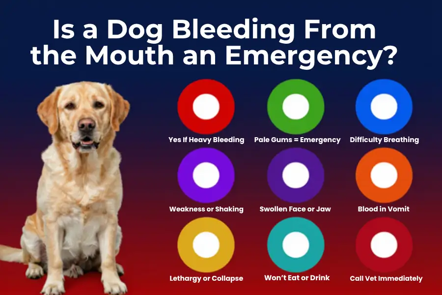 dog bleeding from mouth