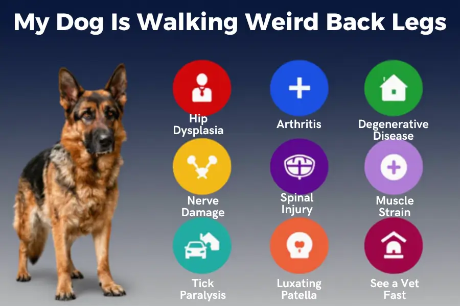my dog is walking weird back legs