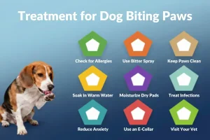 treatment for dog biting paws