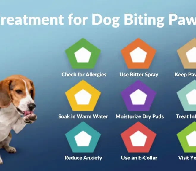 Treatment for Dog Biting Paws: Causes and What to Do!