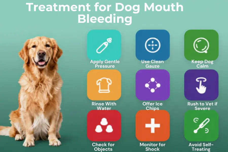 dog bleeding from mouth