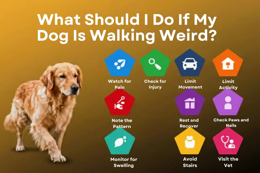 my dog is walking weird back legs