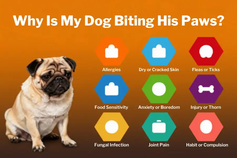 treatment for dog biting paws