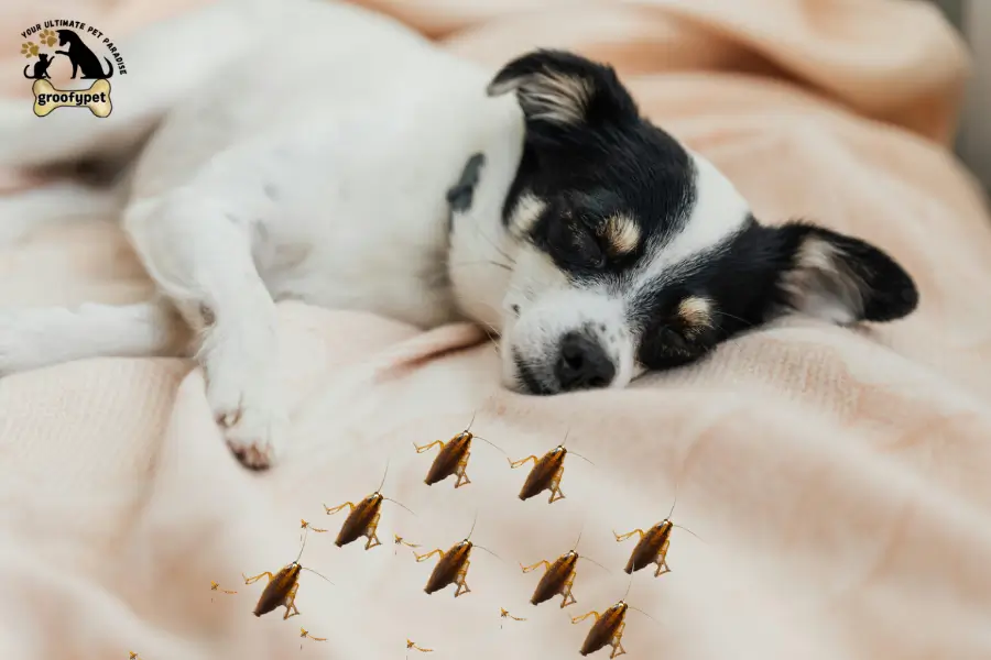 Can Bed Bugs Kill Dogs