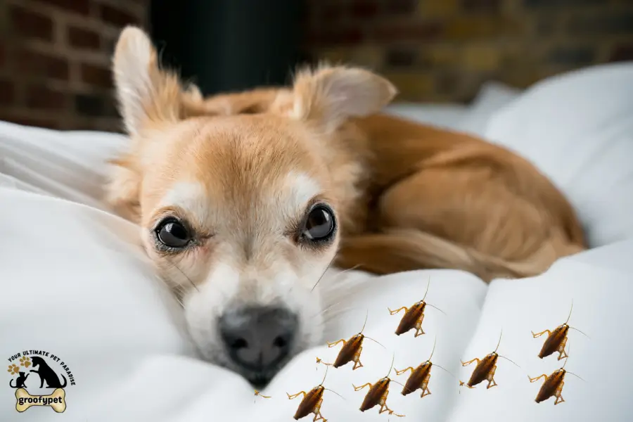 Can Bed Bugs Kill Dogs