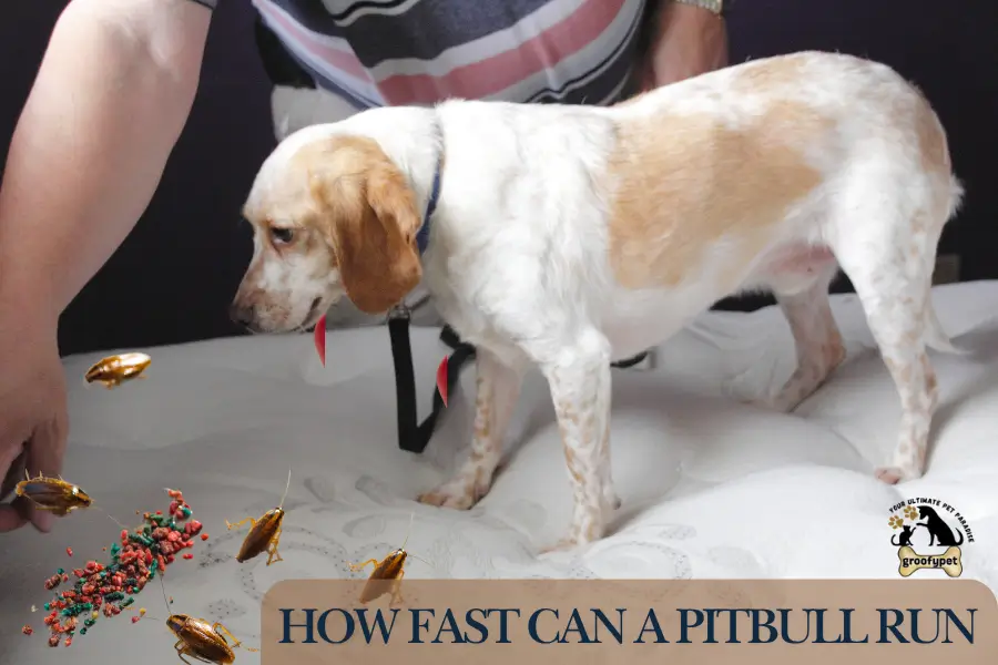 Can Bed Bugs Kill Dogs