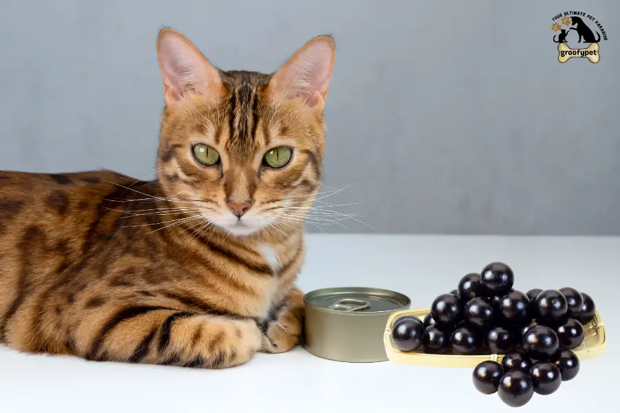 Can Cats Eat Jabuticaba
