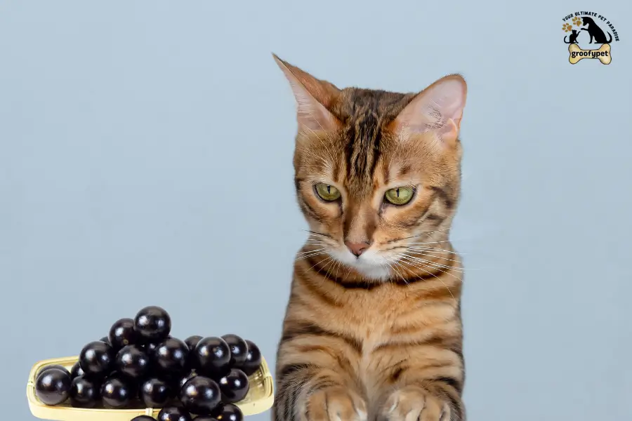 Can Cats Eat Jabuticaba