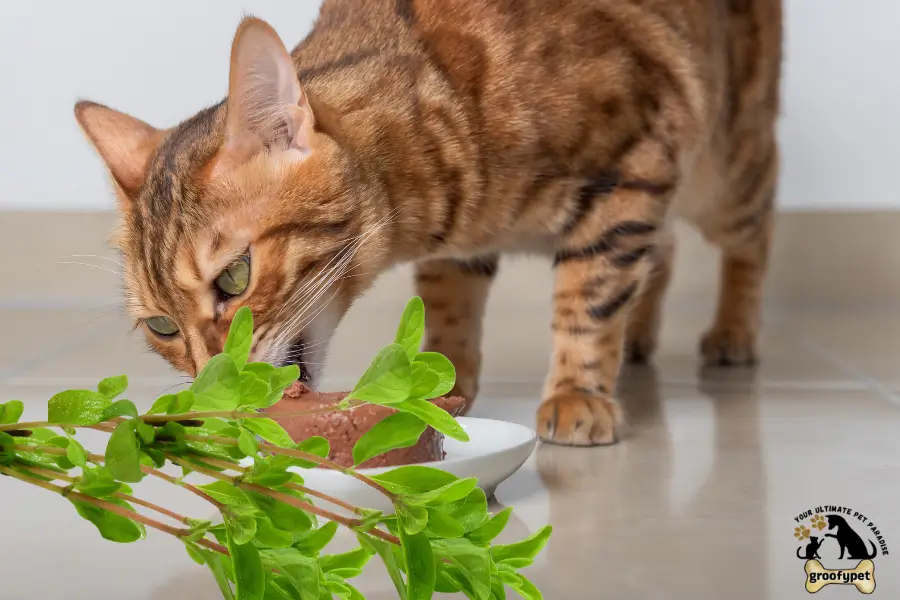 Can Cats Eat Marjoram