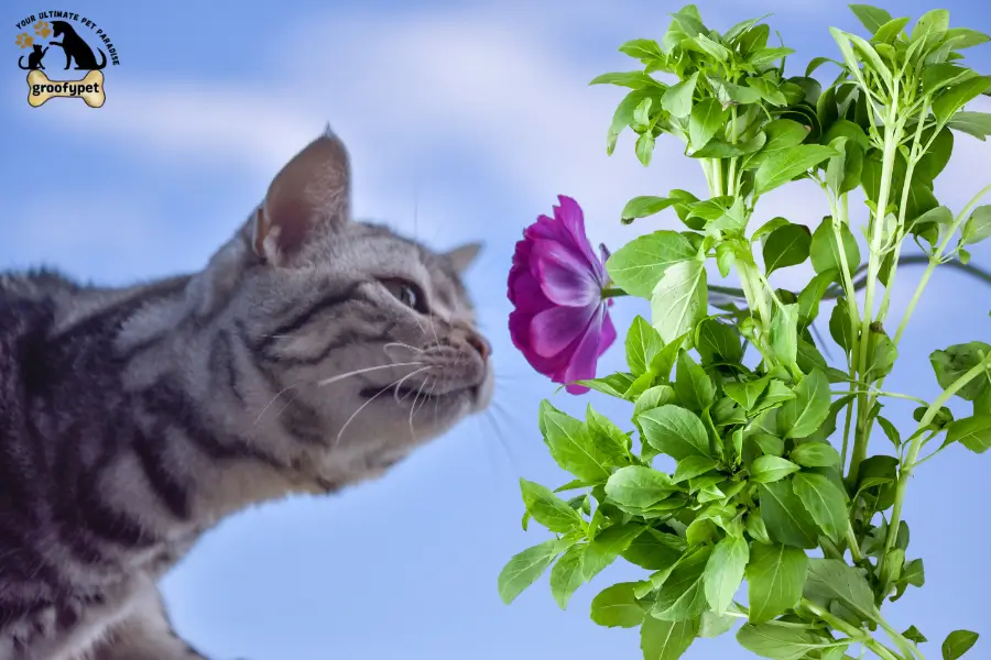 Can Cats Eat Marjoram