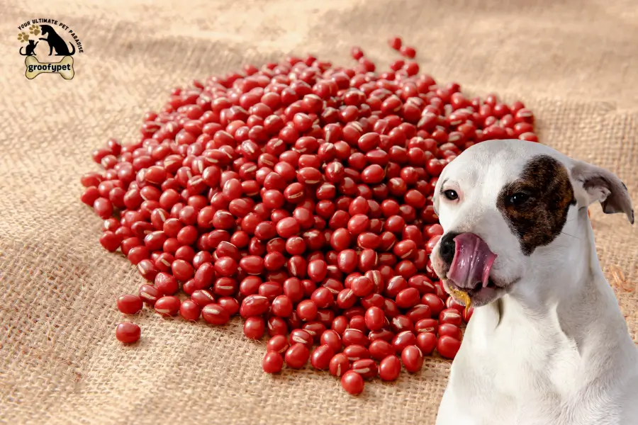 Can Dogs Eat Adzuki Beans