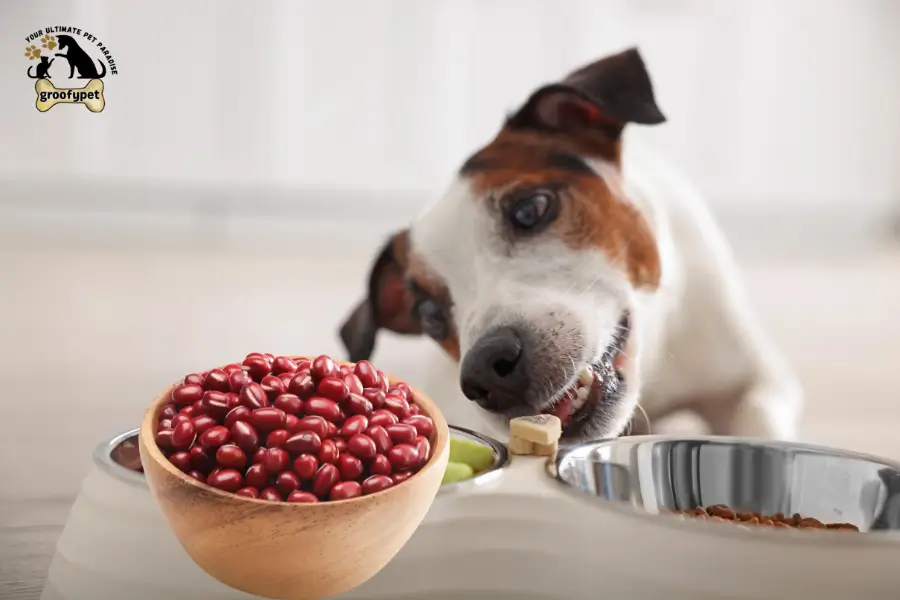 Can Dogs Eat Adzuki Beans