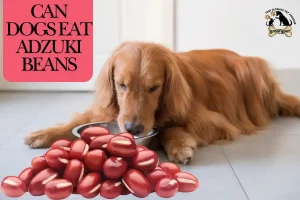 Can Dogs Eat Adzuki Beans